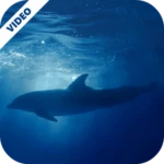 dolphins underwater video live wallpaper android application logo